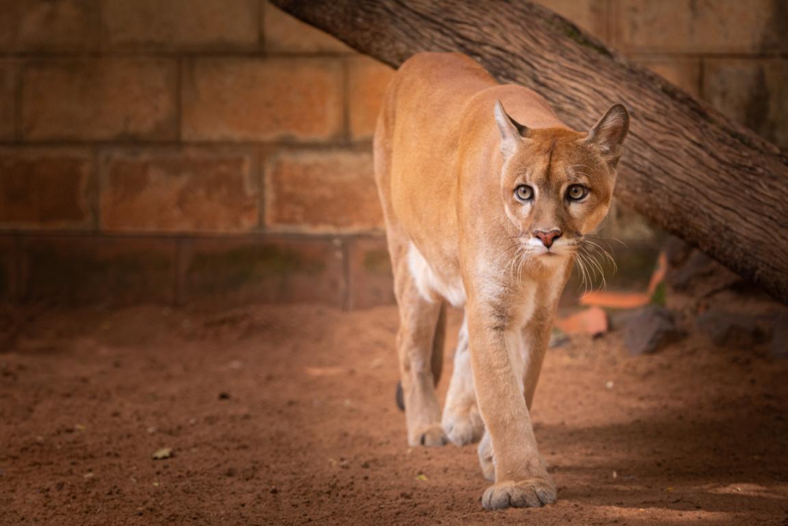 Wildlife Protection in Brazil