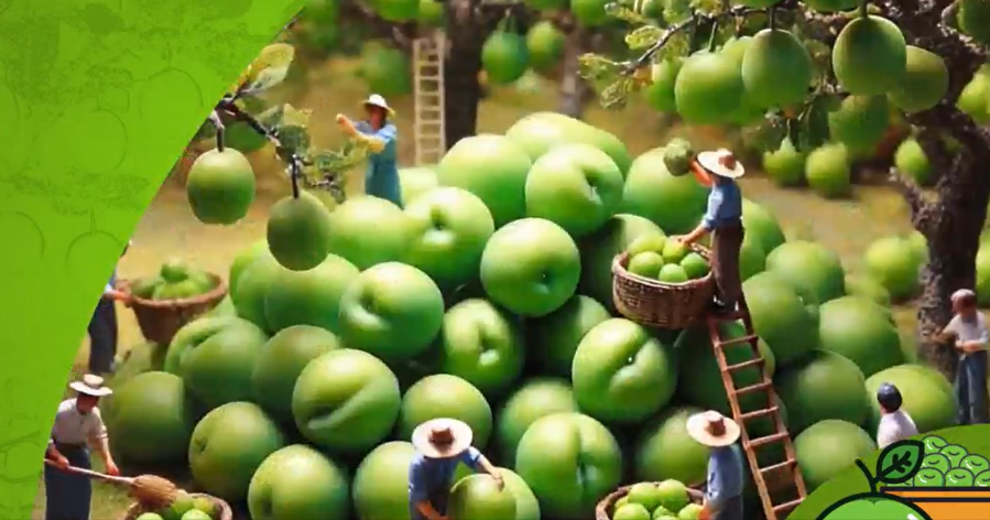 HARVEST: Video showing thriving industry of Wushan crisp plum released